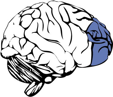 We-Are-Losing-Our-Minds-Prefrontal-Cortex.jpg